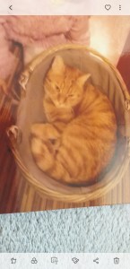 Screenshot 20200609-155146 Gallery